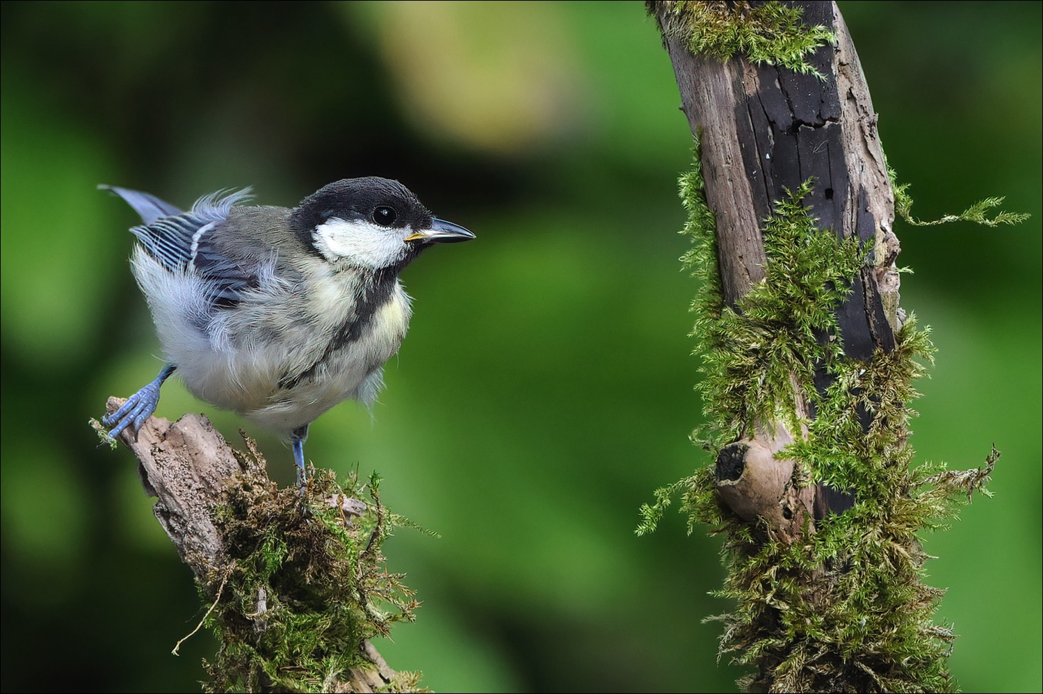 Great Tit (Koolmees)