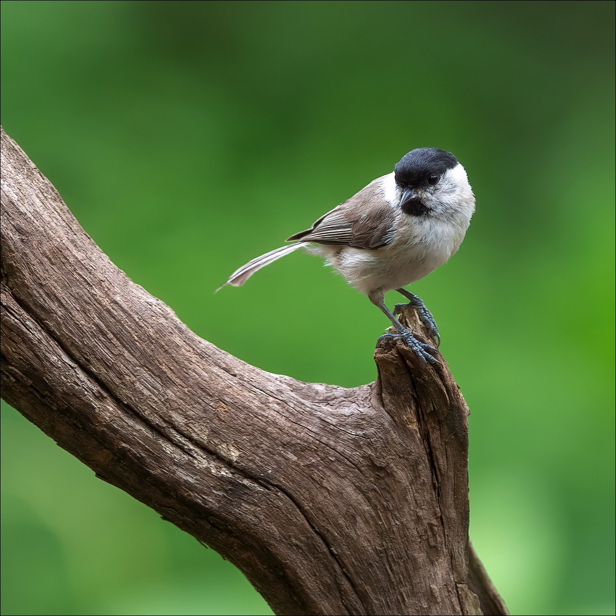 Marsh Tit (Glanskop)