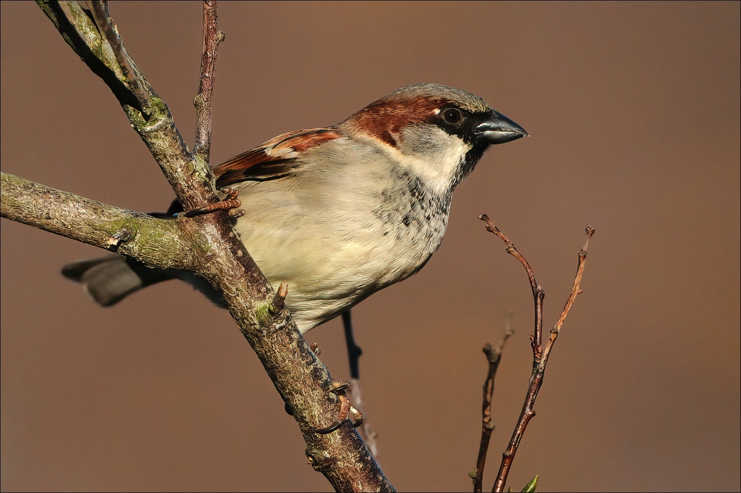 House Sparrow (Huismus)