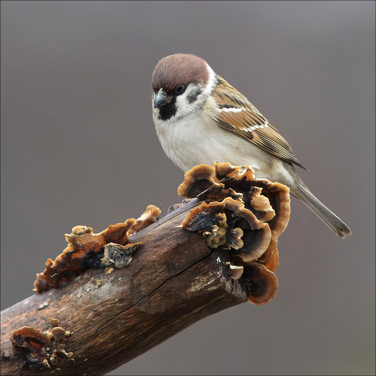 Tree Sparrow (Ringmus)