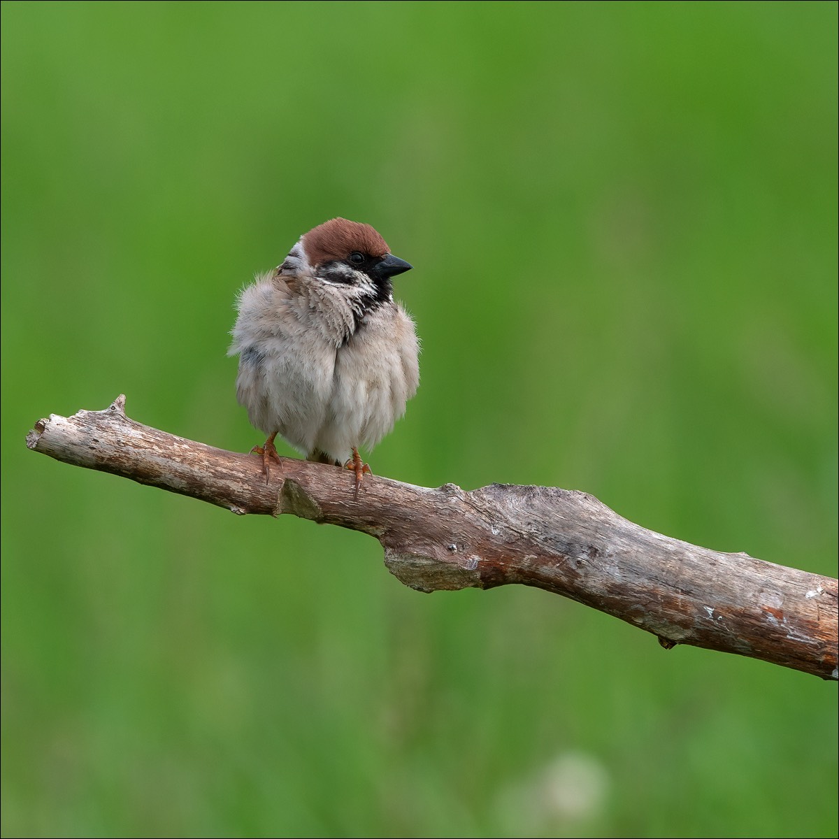 Black Tit (Zwarte Mees)