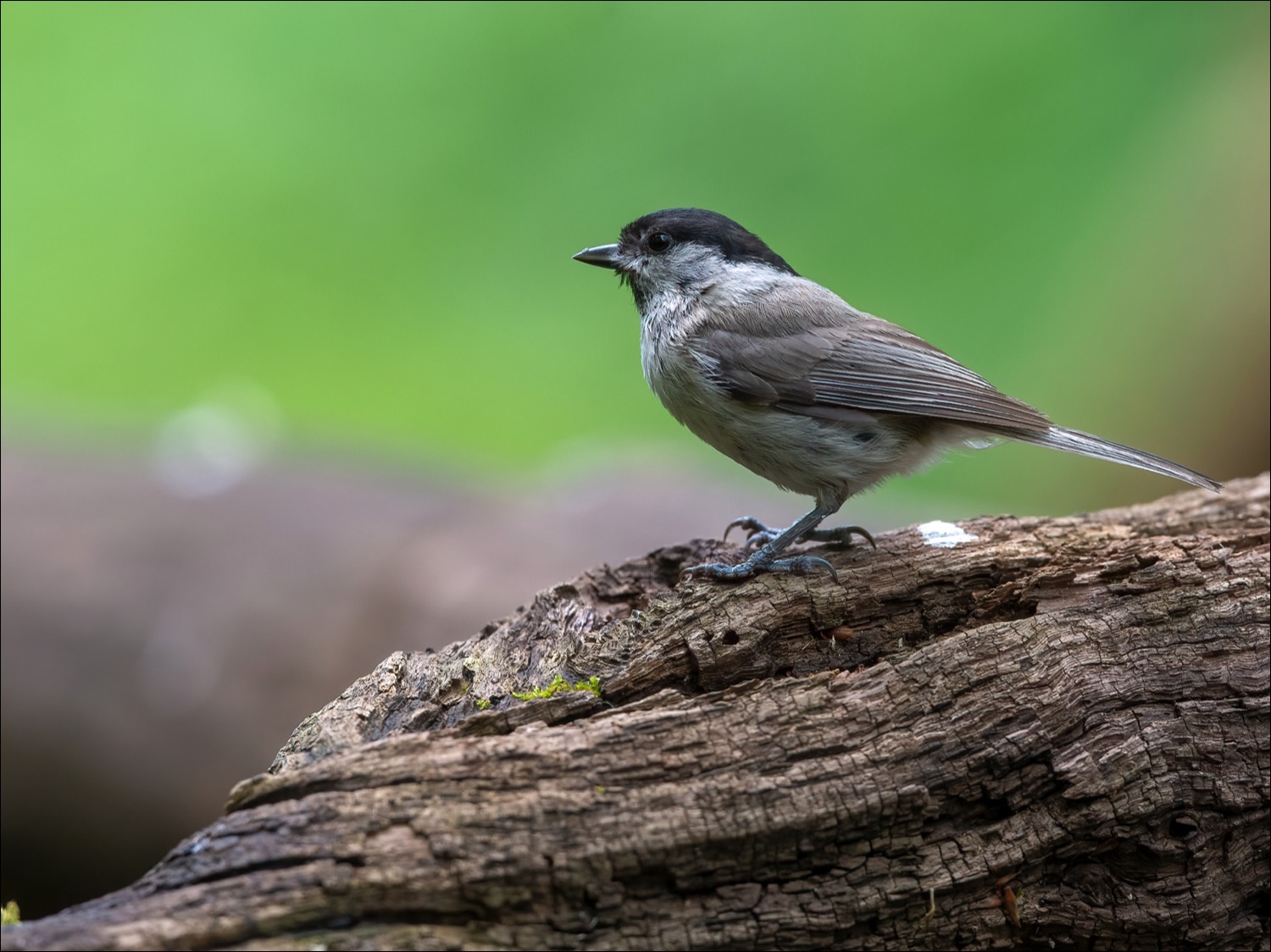 Marsh Tit (Glanskop)