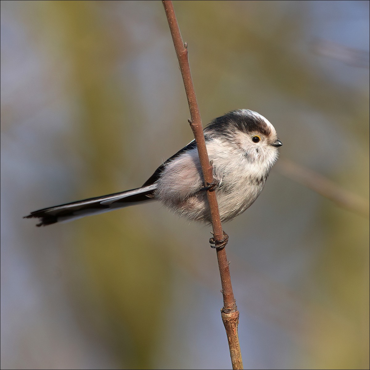 Long-tailed Tit (Staartmees)