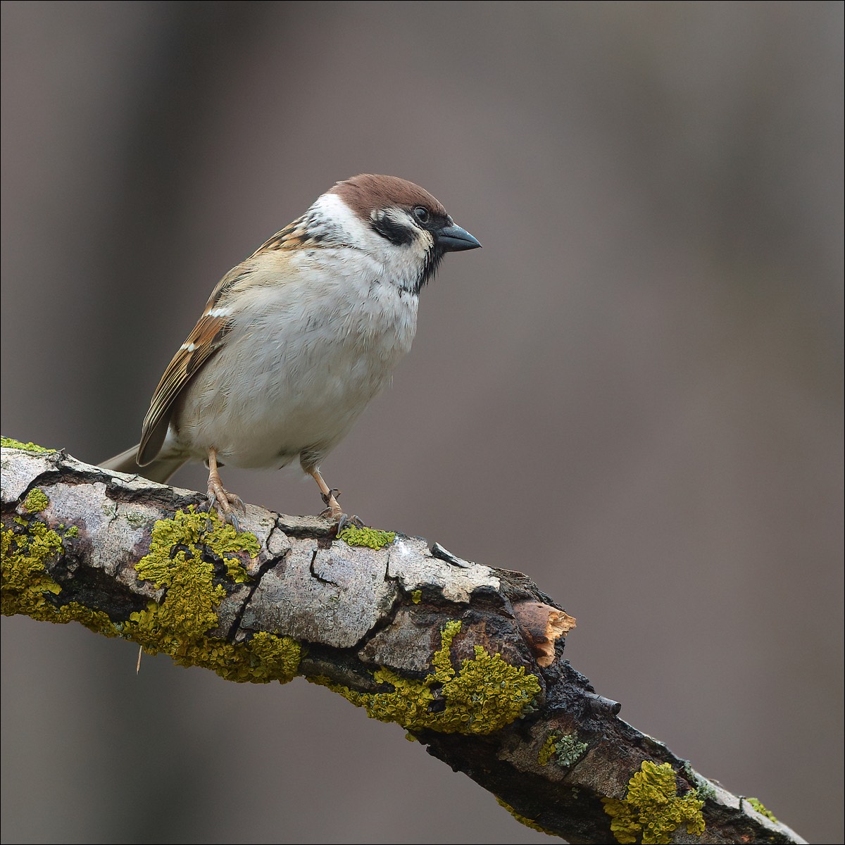 Black Tit (Zwarte Mees)