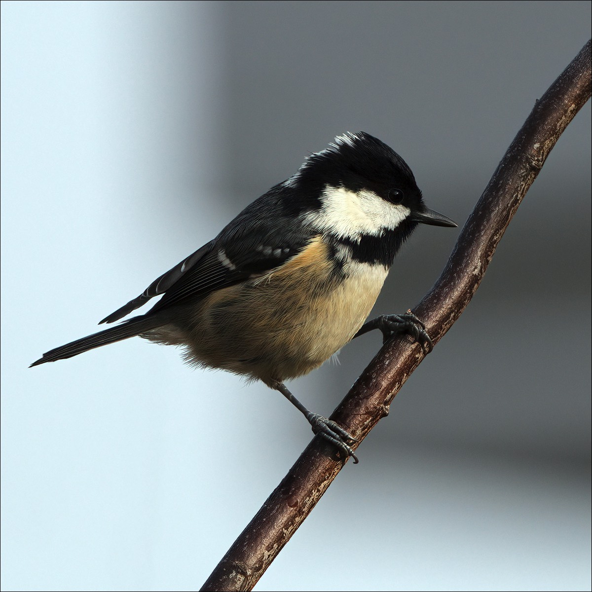 Black Tit (Zwarte Mees)