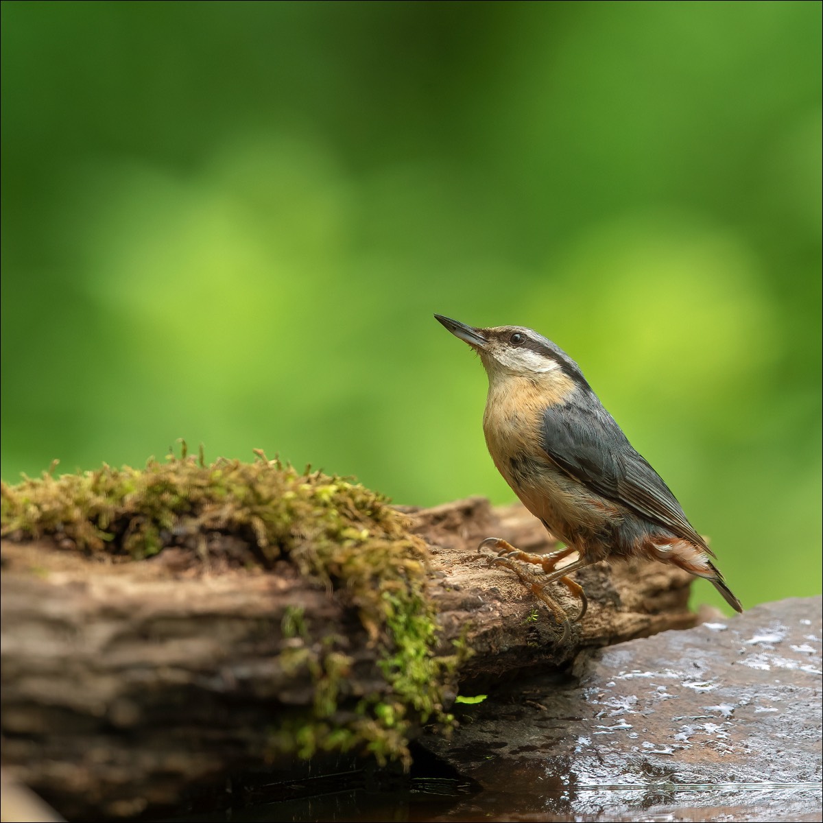 European Nuthatch (Boomklever)