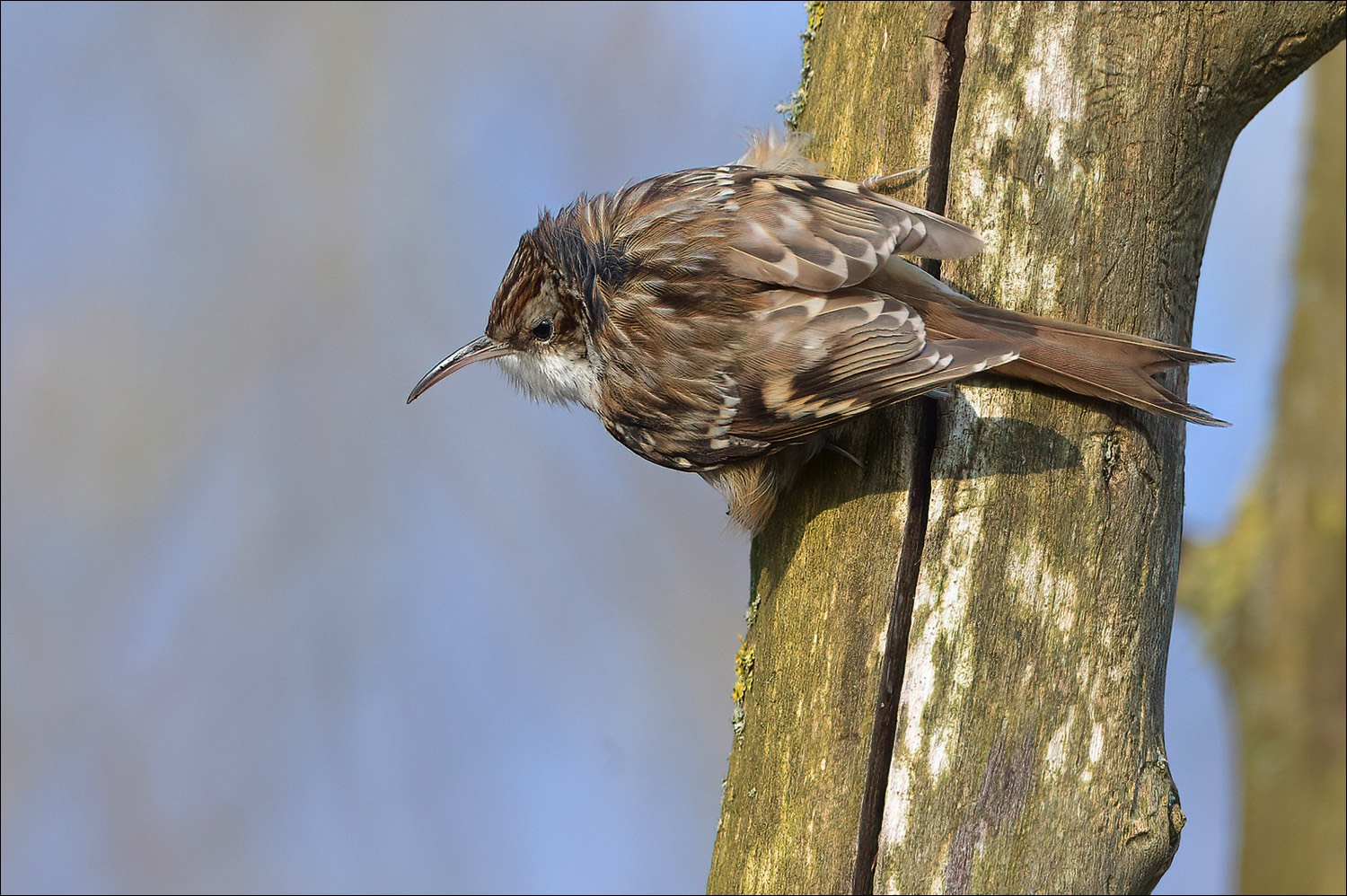 Short-toed Treecreeper (Boomkruiper)