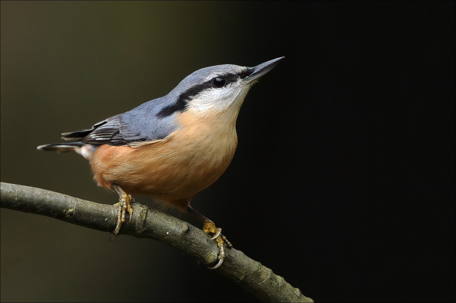 European Nuthatch (Boomklever)