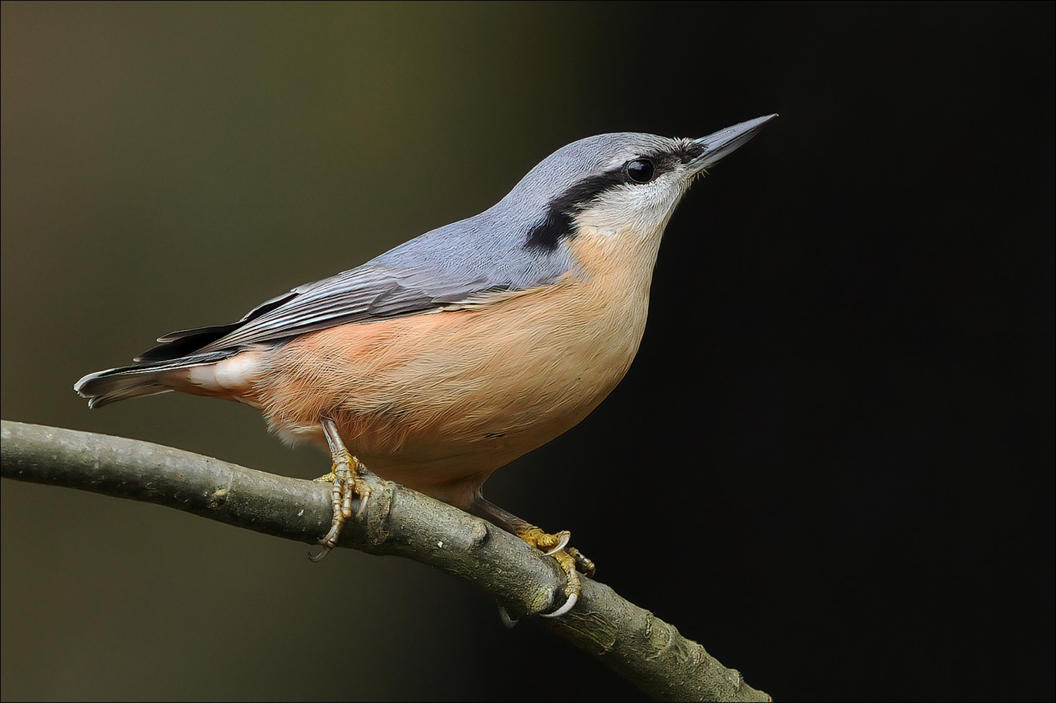 European Nuthatch (Boomklever)