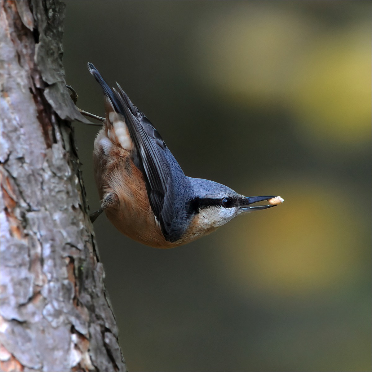 European Nuthatch (Boomklever)