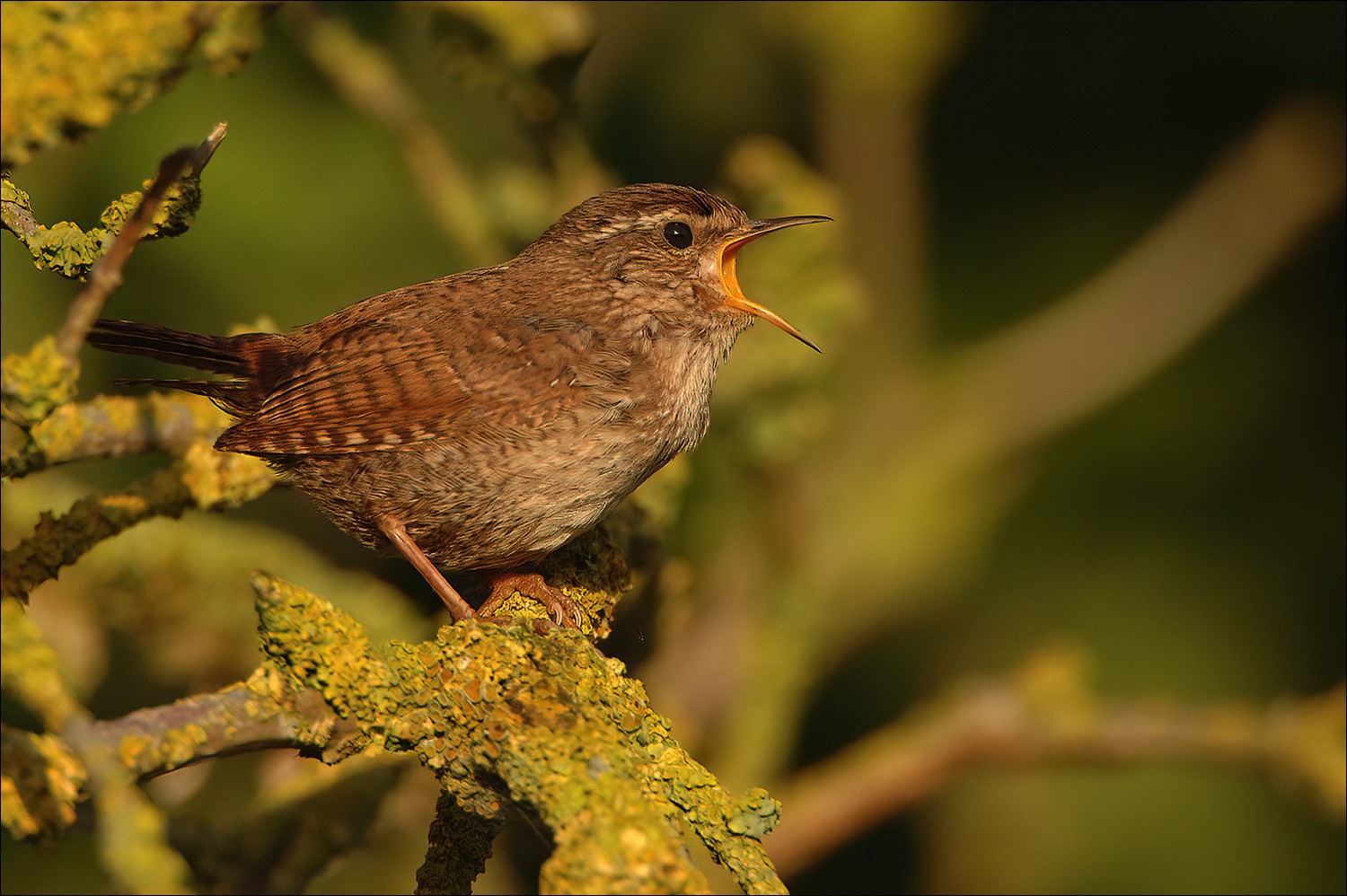 Wren (Winterkoning)