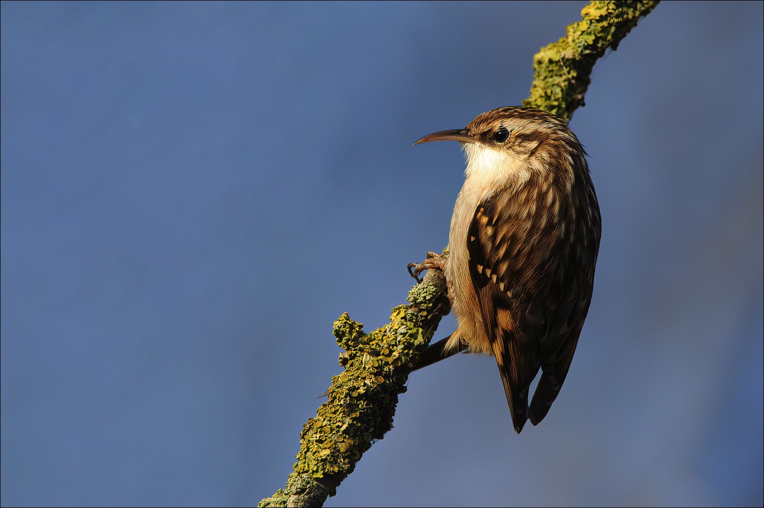 Short-toed Treecreeper (Boomkruiper)