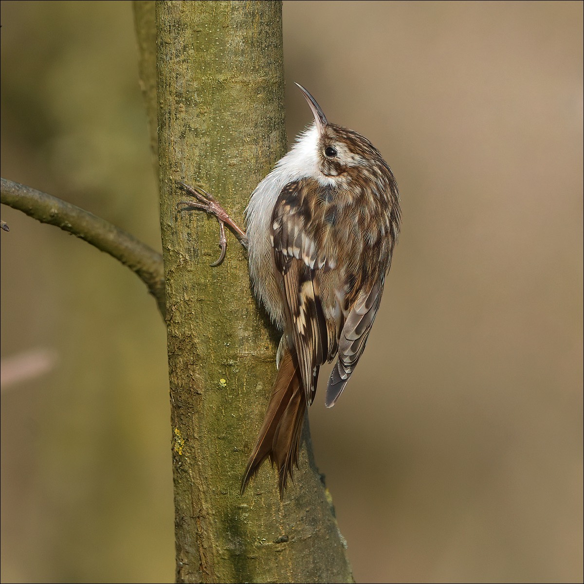 Short-toed Treecreeper (Boomkruiper)