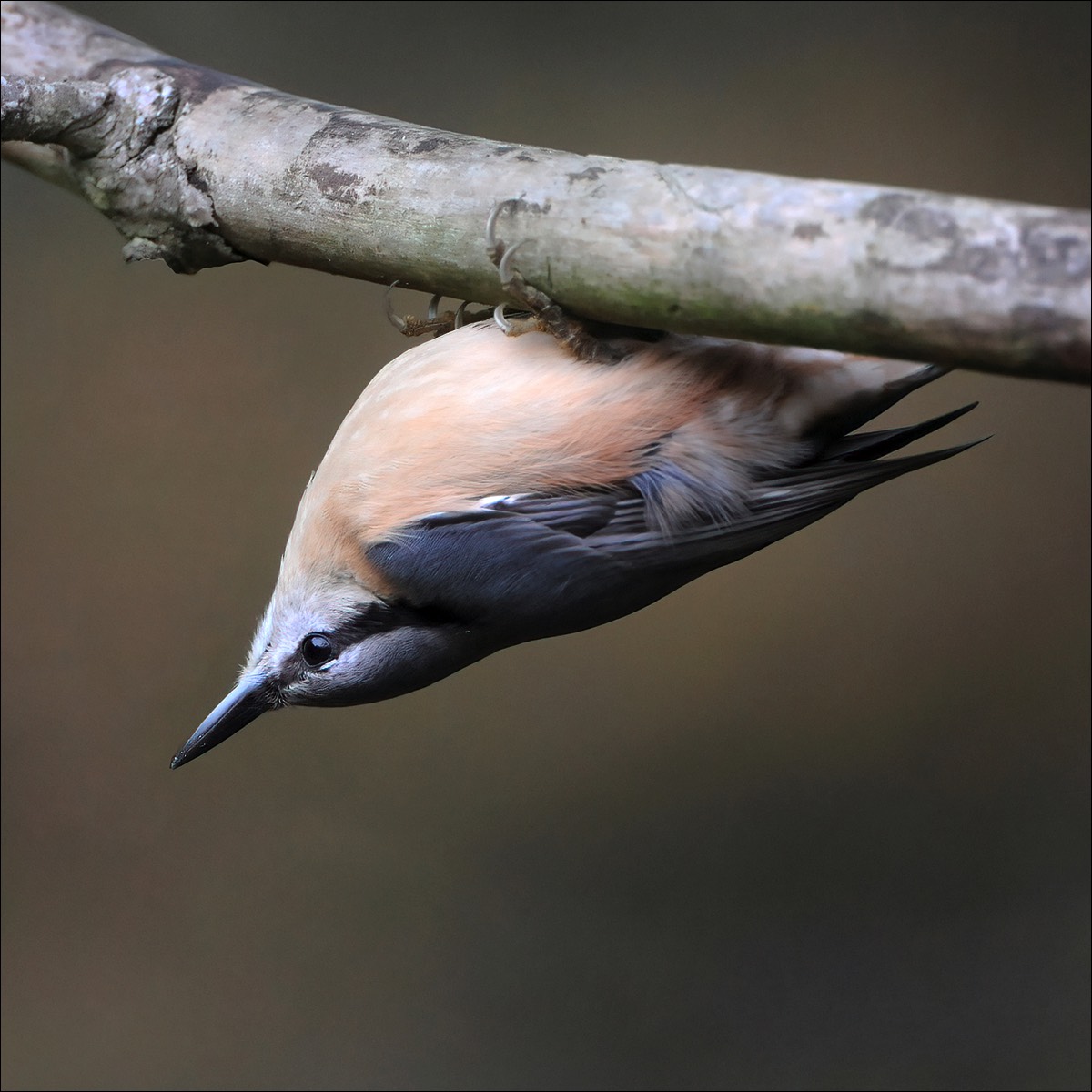 European Nuthatch (Boomklever)