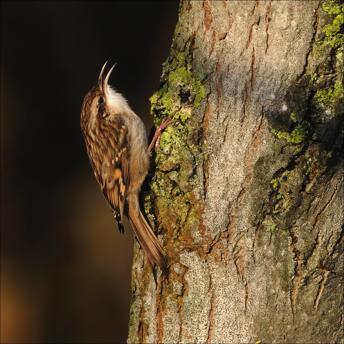 Short-toed Treecreeper (Boomkruiper)