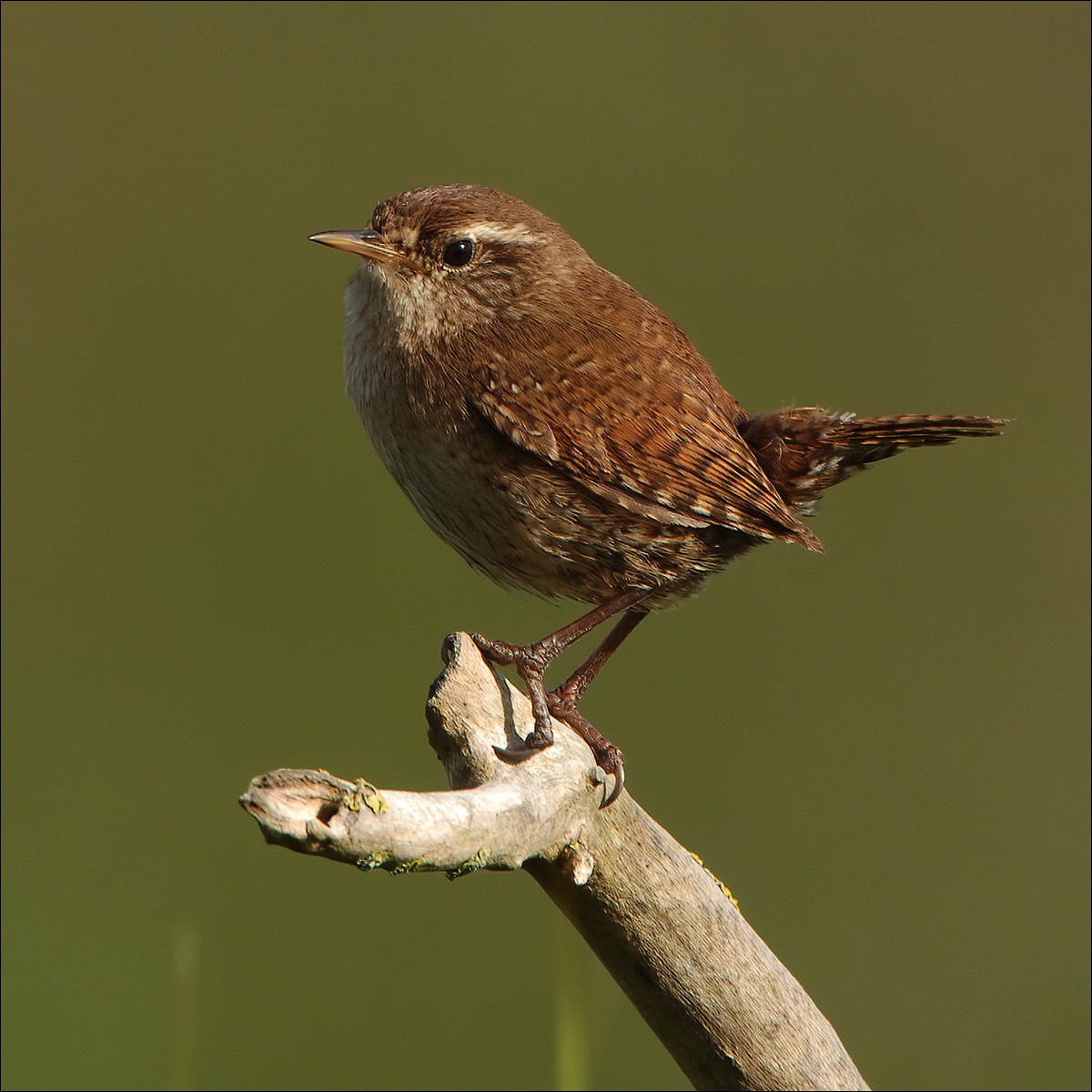 Wren (Winterkoning)