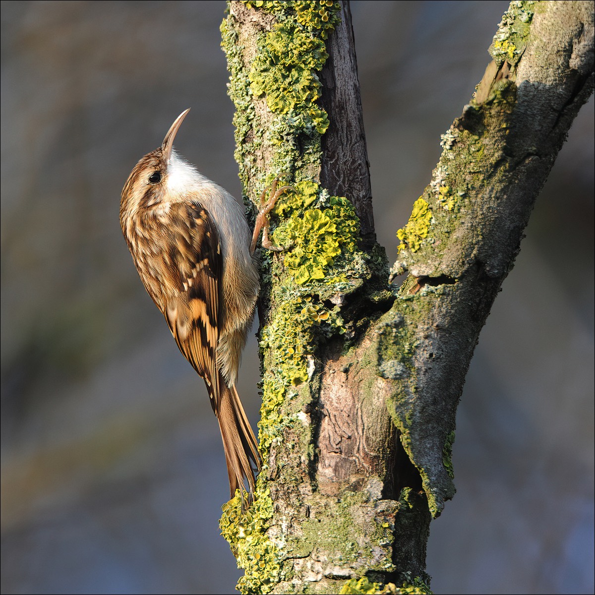 Short-toed Treecreeper (Boomkruiper)