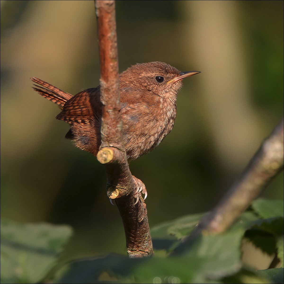 Wren (Winterkoning)