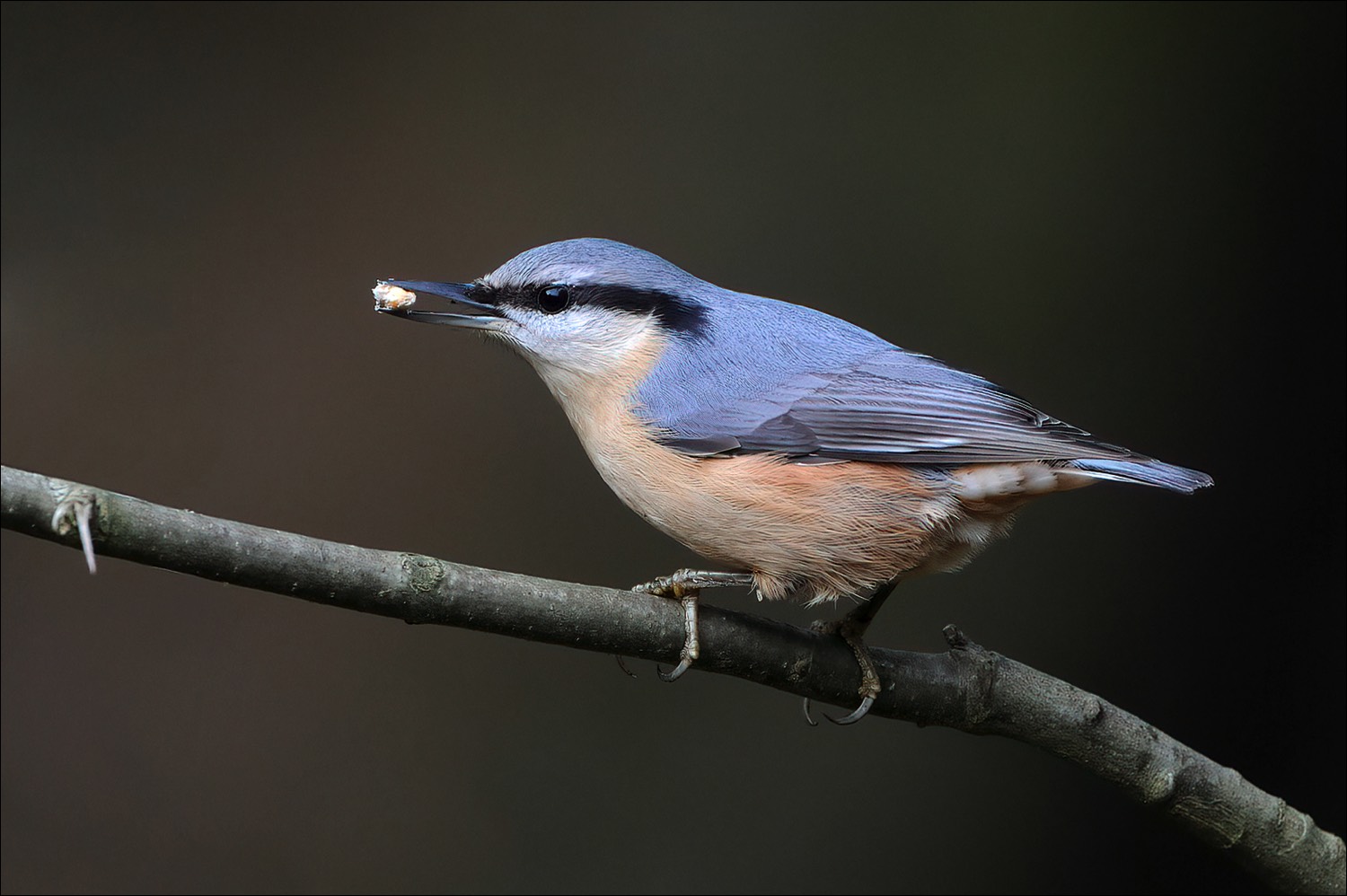 European Nuthatch (Boomklever)