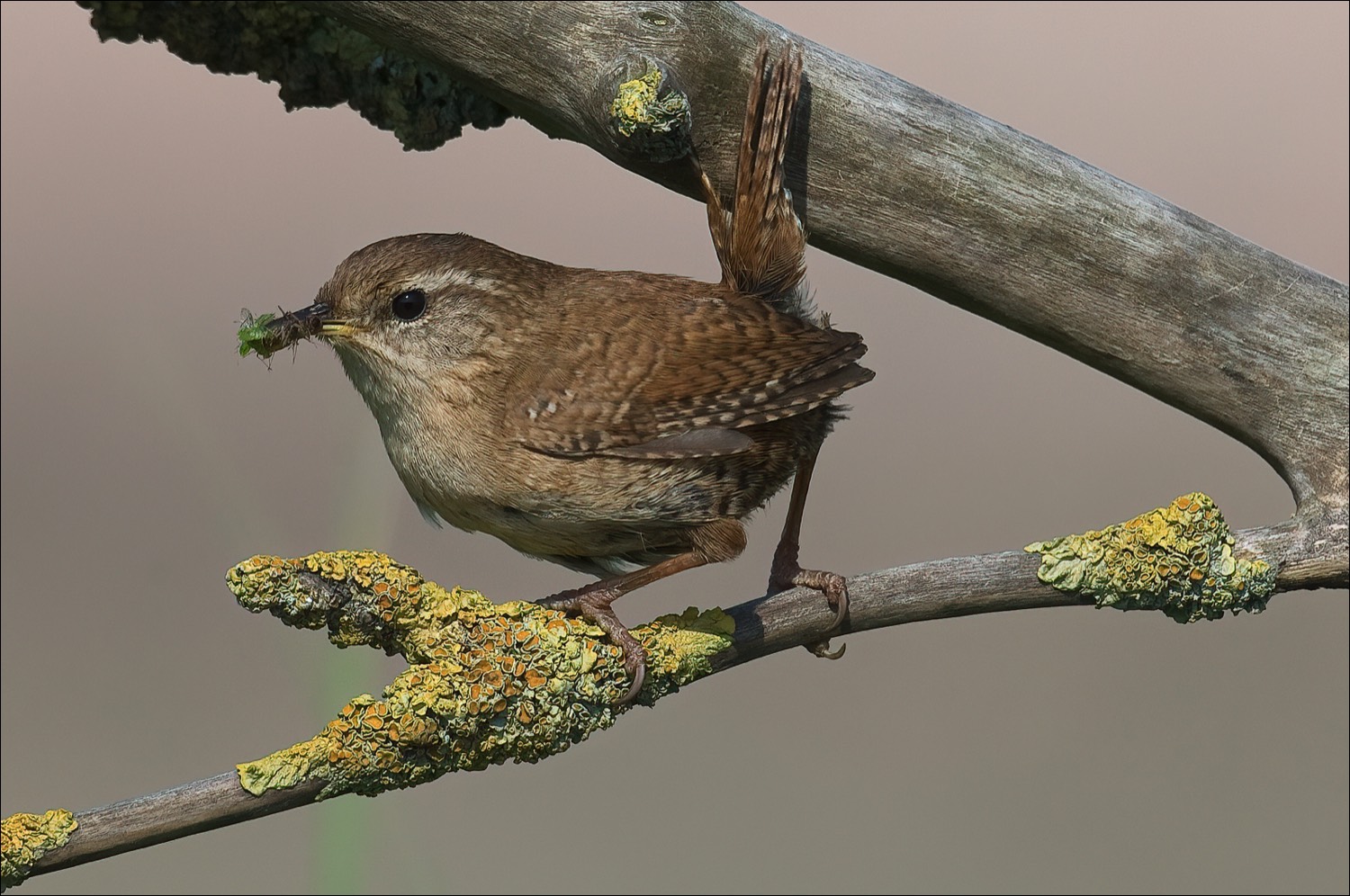 Wren (Winterkoning)