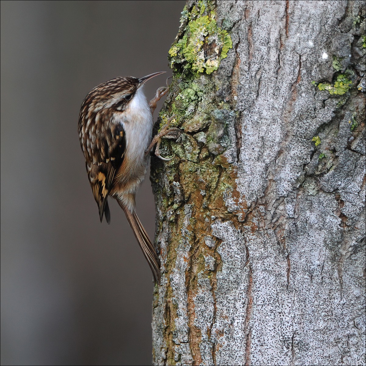 Short-toed Treecreeper (Boomkruiper)