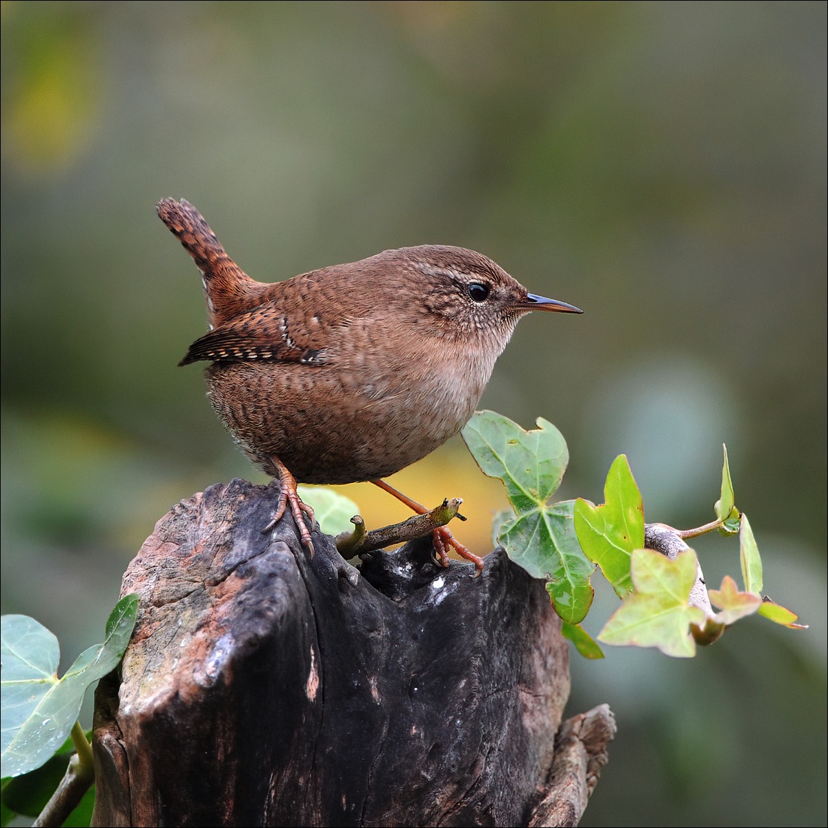 Wren (Winterkoning)