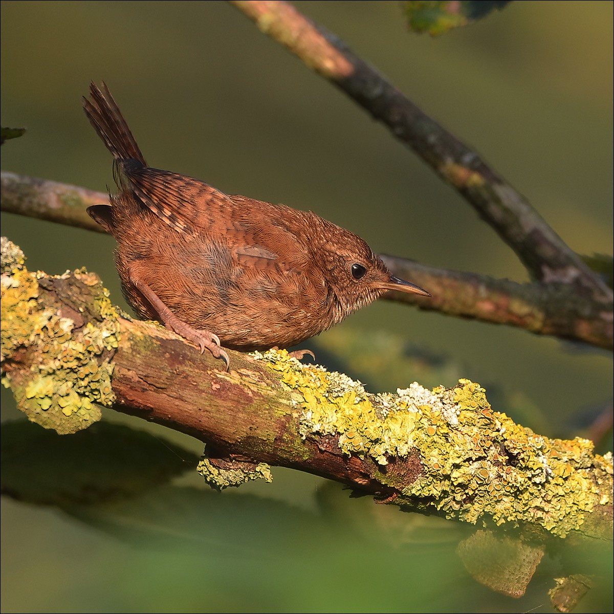 Wren (Winterkoning)