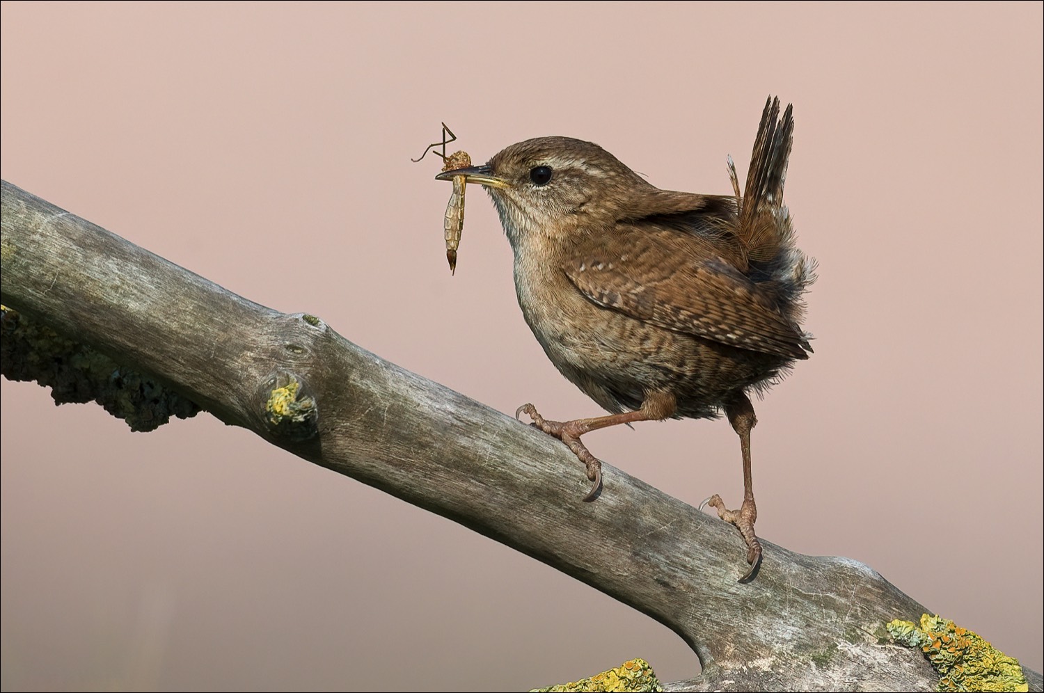 Wren (Winterkoning)