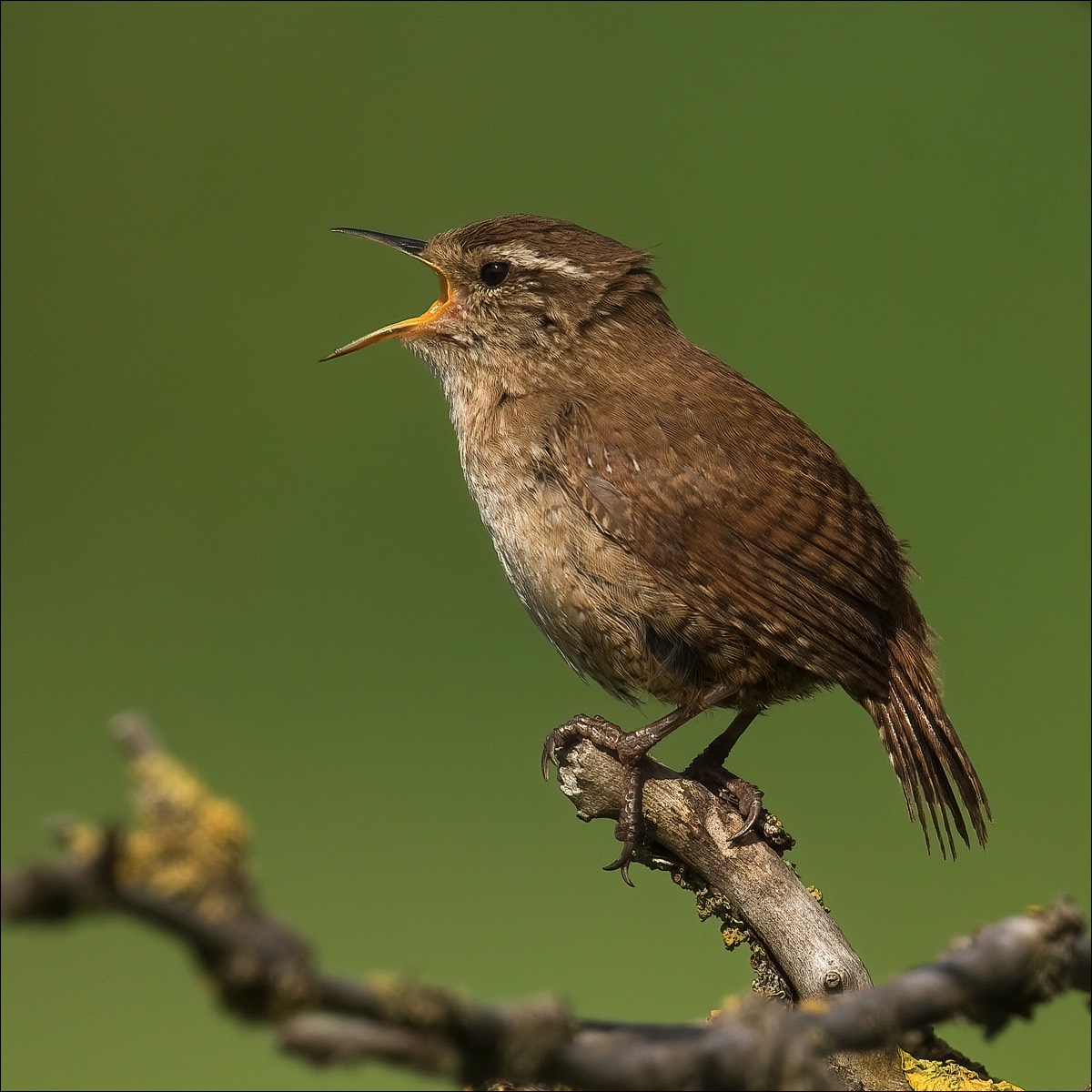 Wren (Winterkoning)