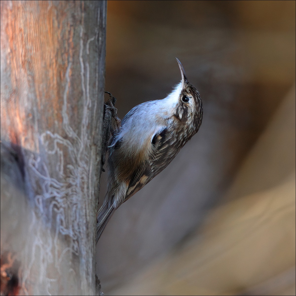 Short-toed Treecreeper (Boomkruiper)