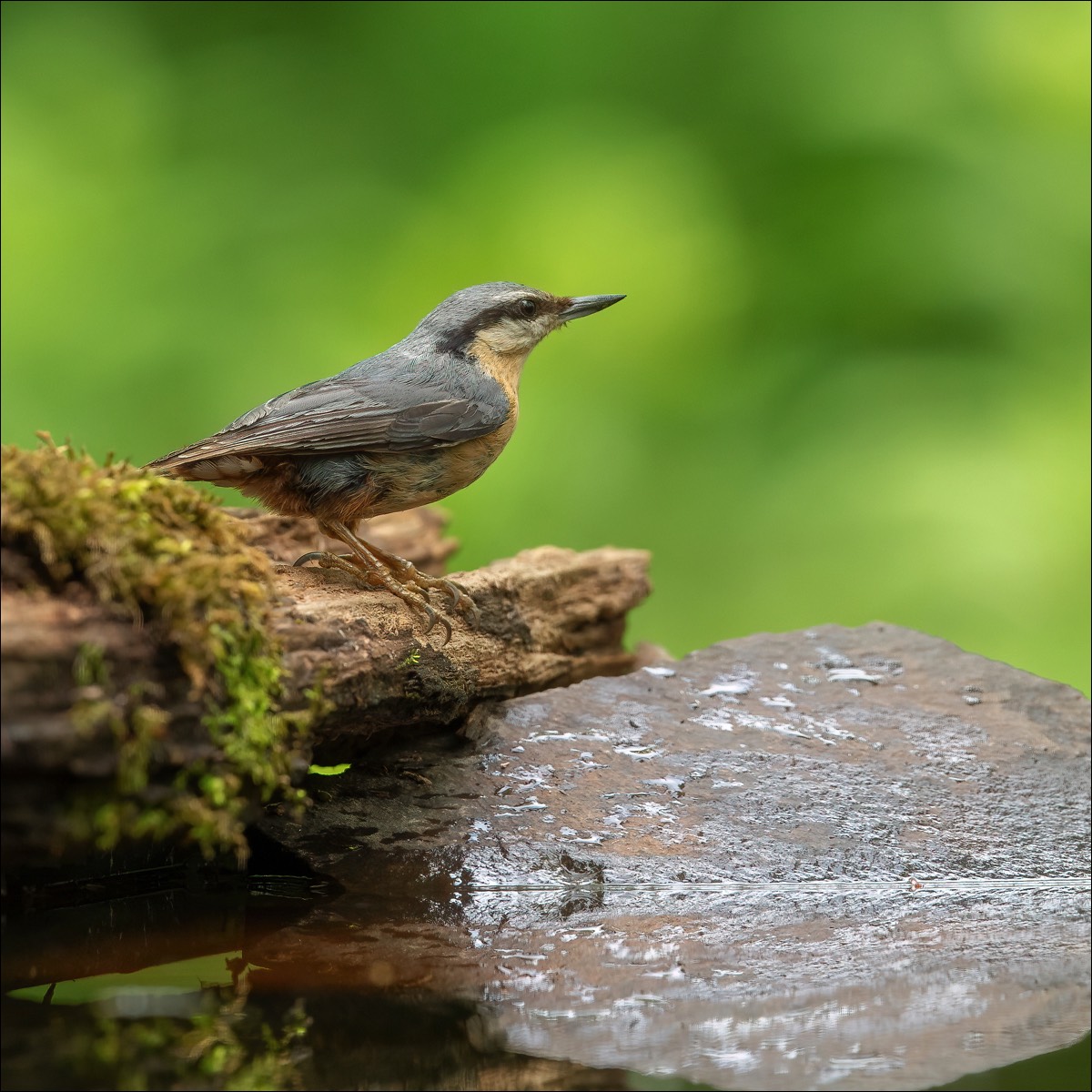 European Nuthatch (Boomklever)