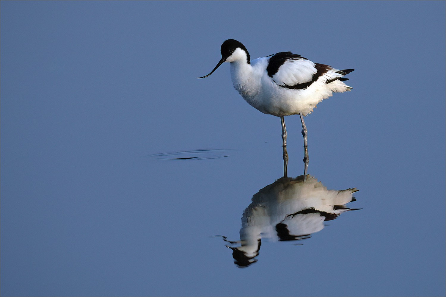 Avocet (Kluut)