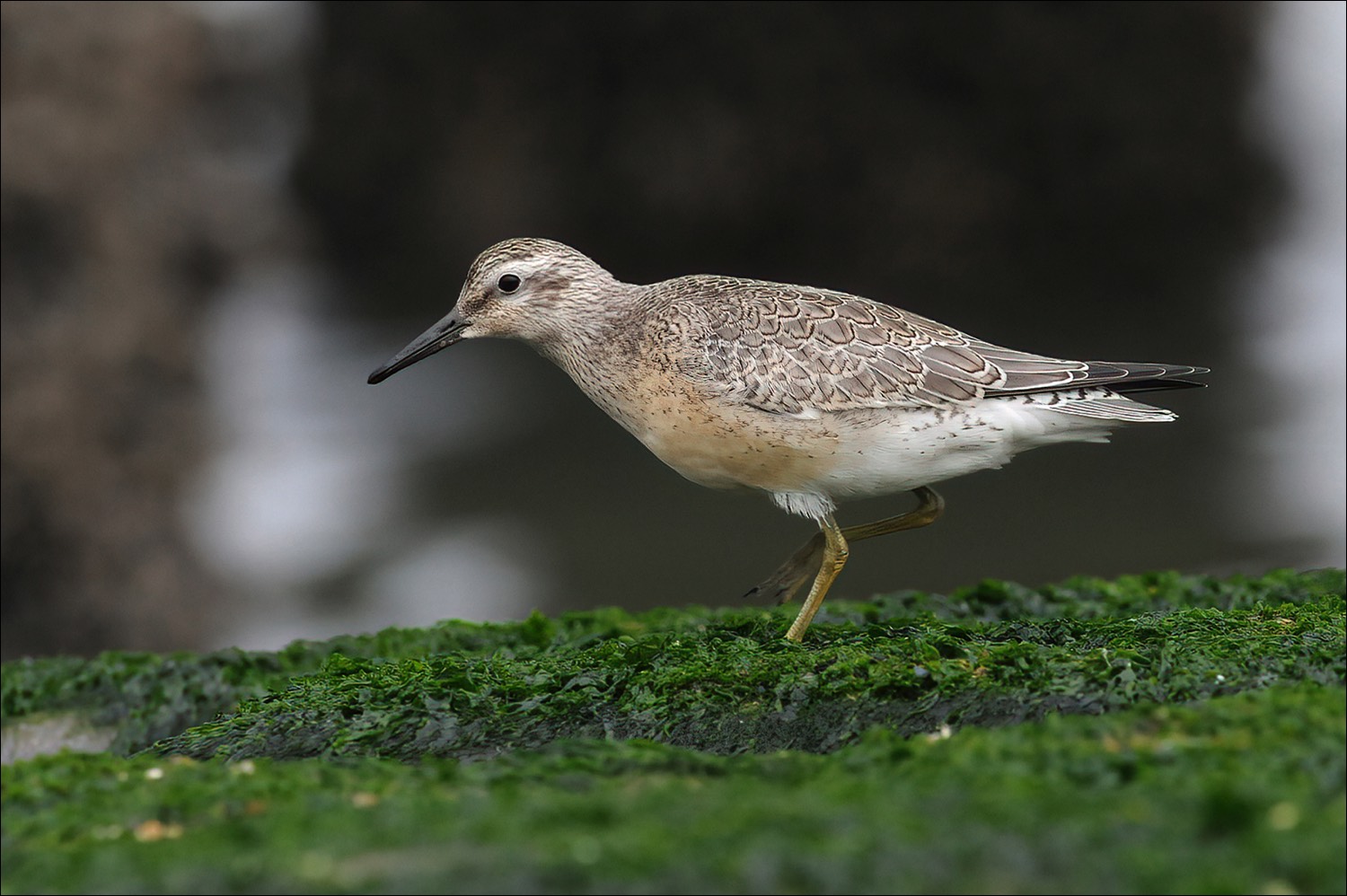 Red Knot (Kanoet)