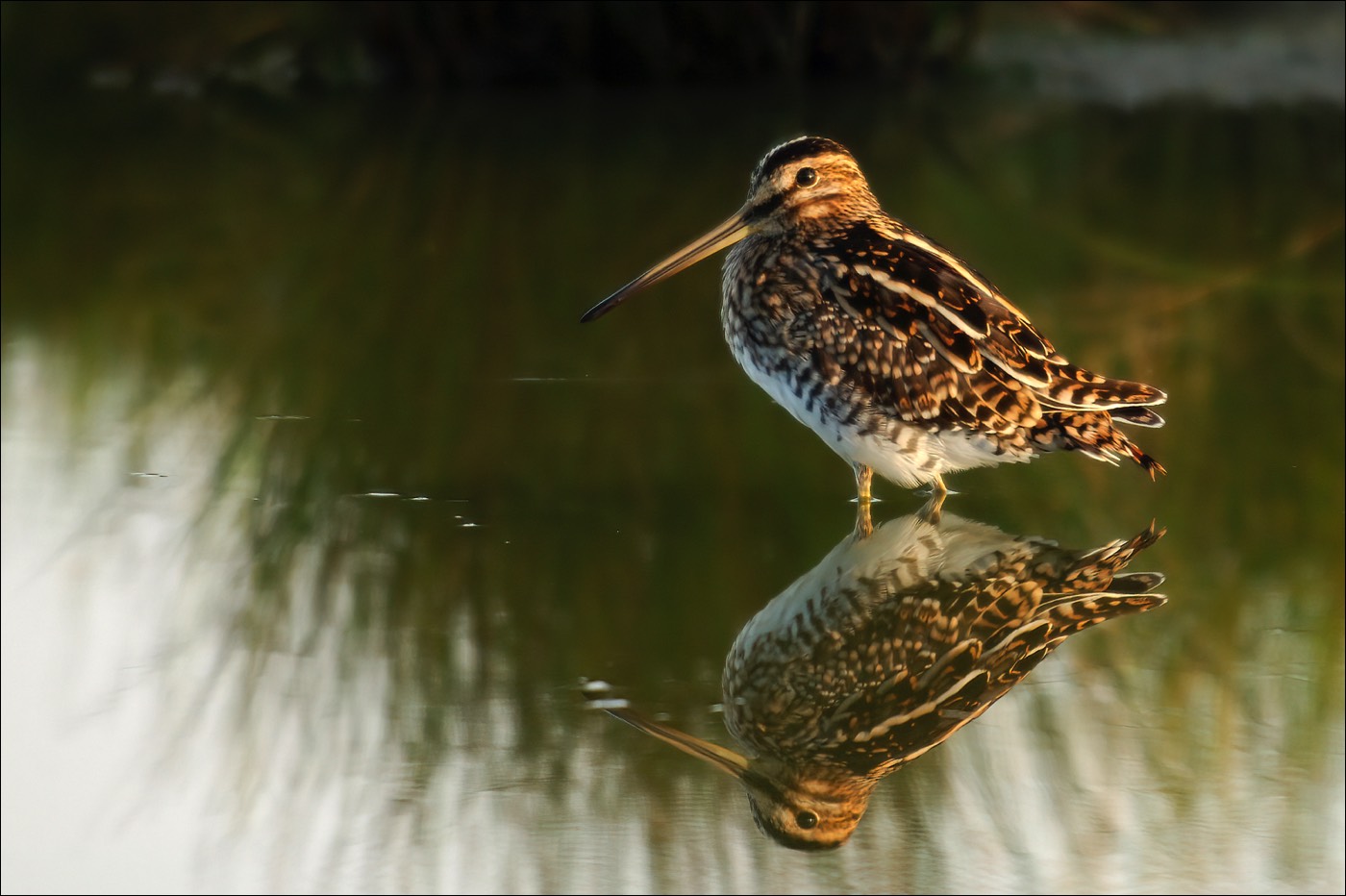 Common Snipe (Watersnip)