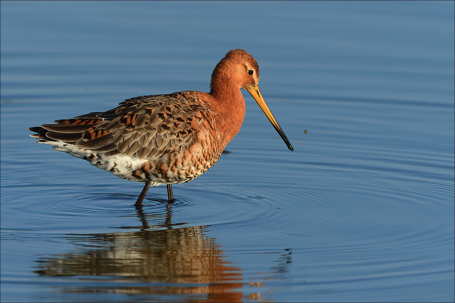 Black-tailed Godwit (Grutto)