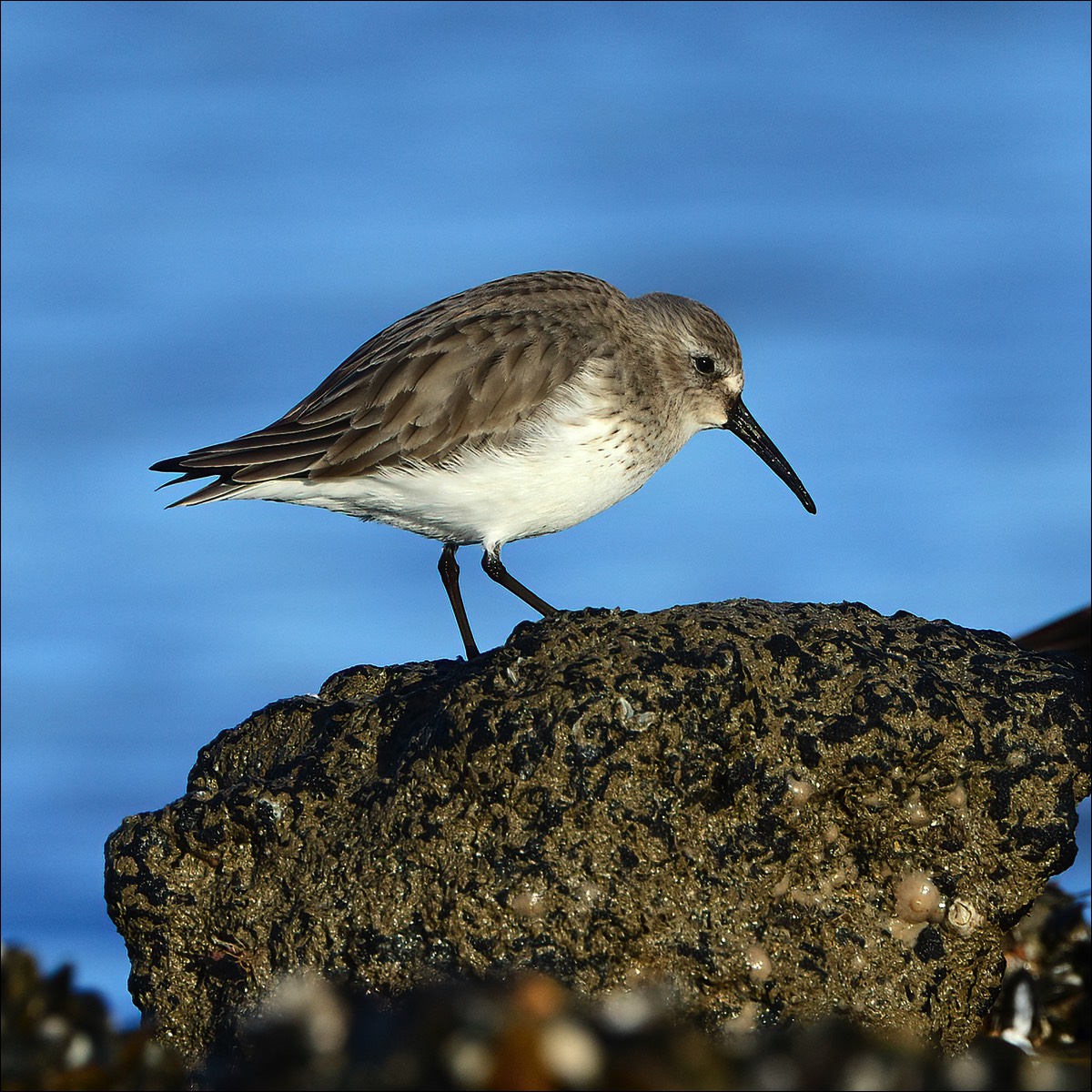 Dunlin (Bonte Strandloper)