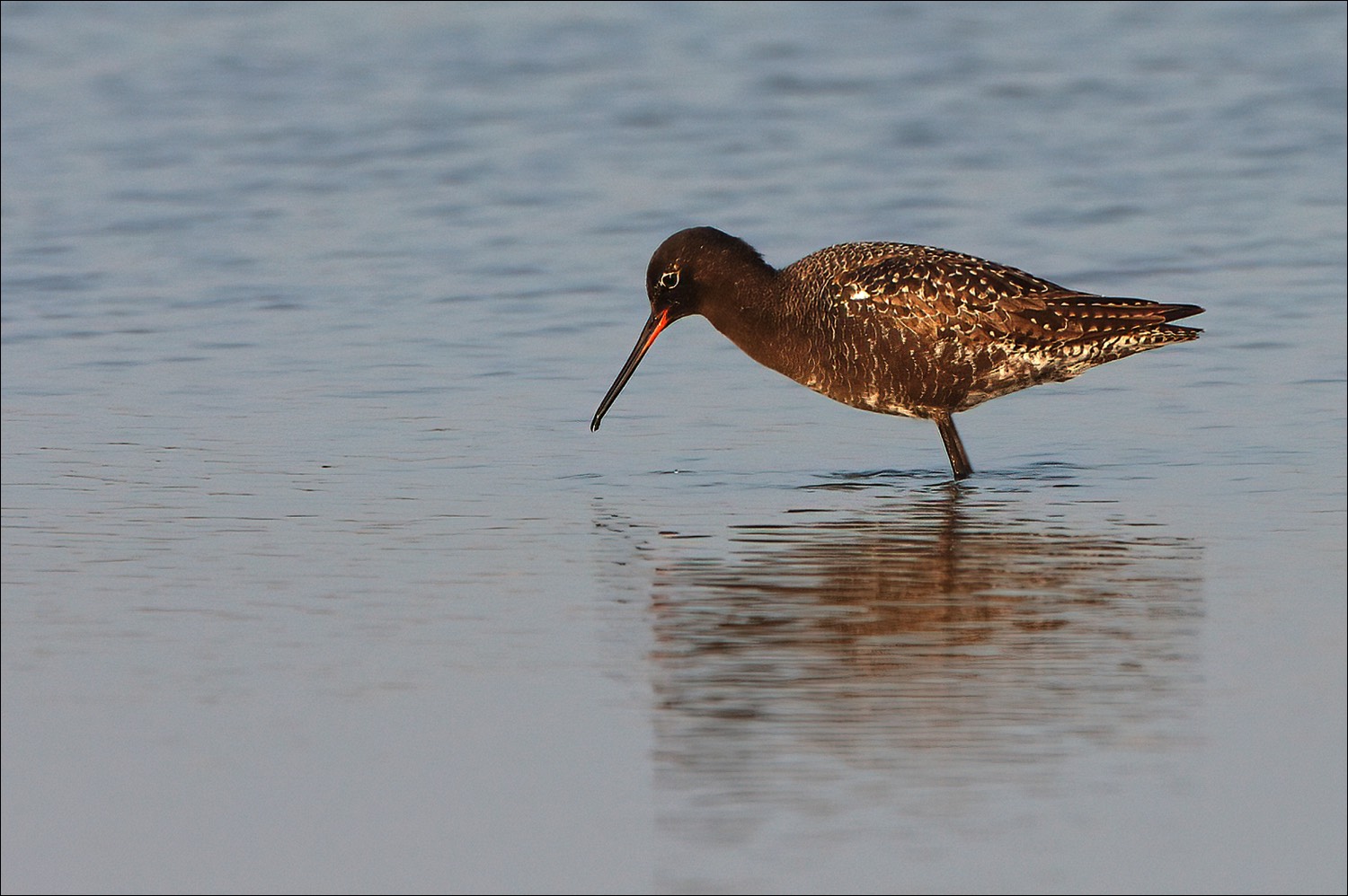 Spotted Redshank (Zwarte Ruiter)