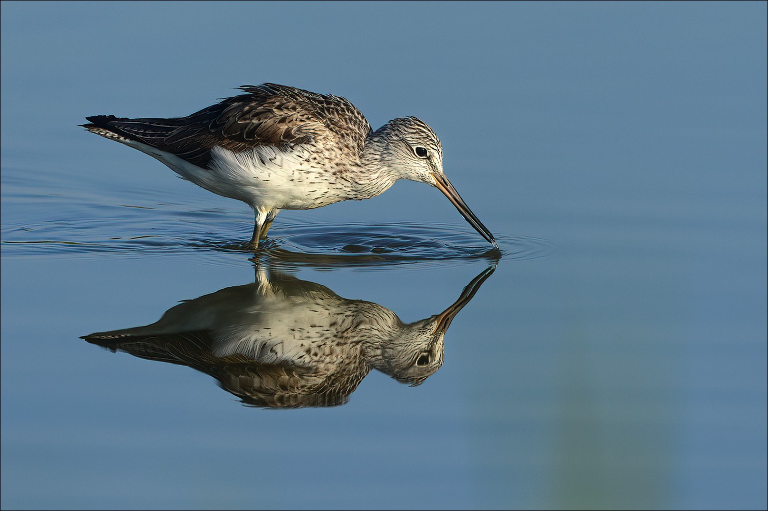 Common Greenshank (Groenpootruiter)