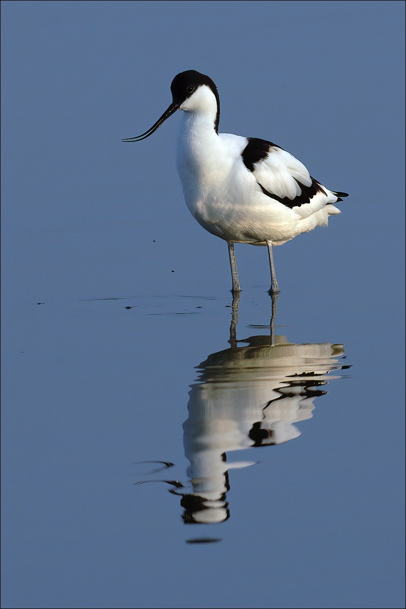 Avocet (Kluut)