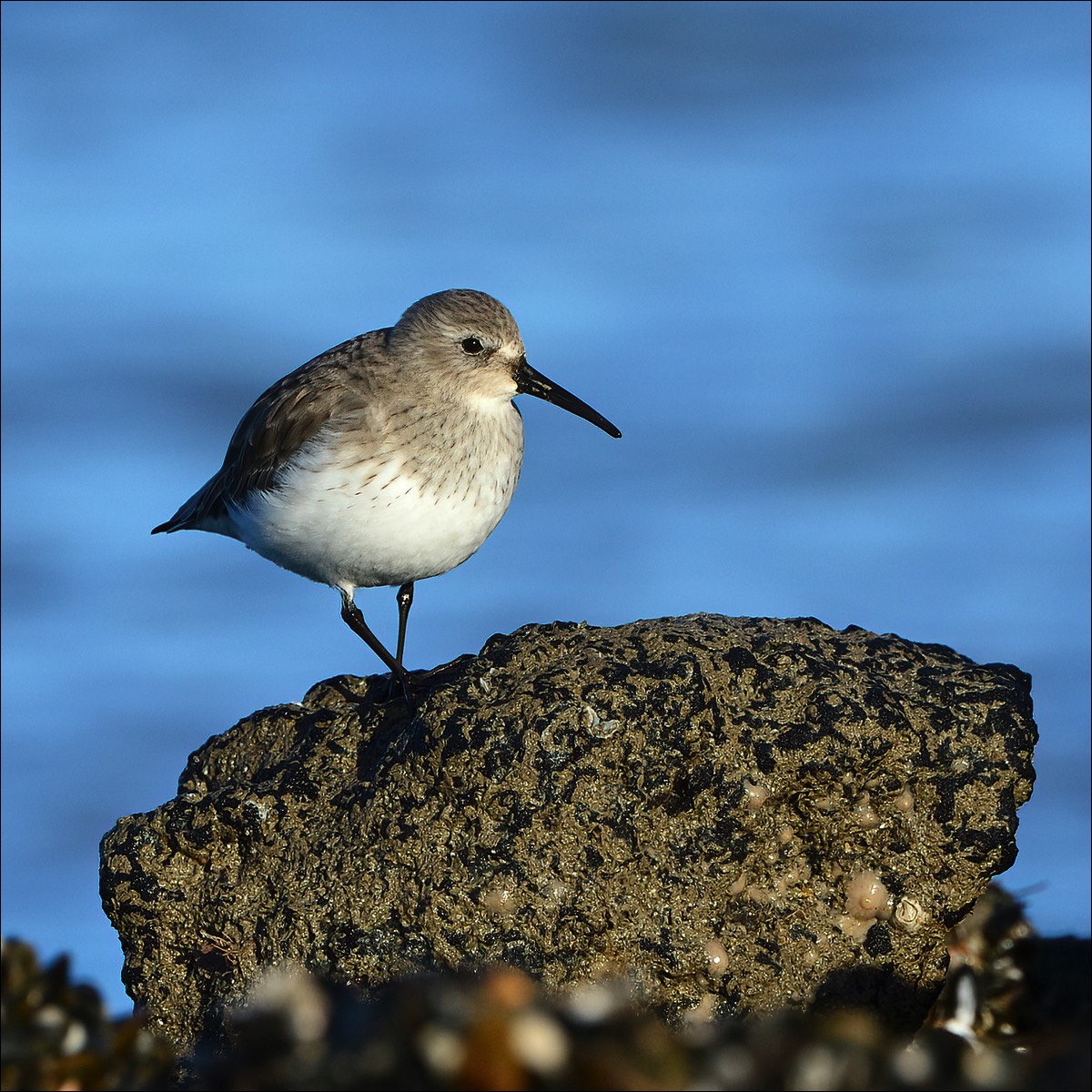 Dunlin (Bonte Strandloper)