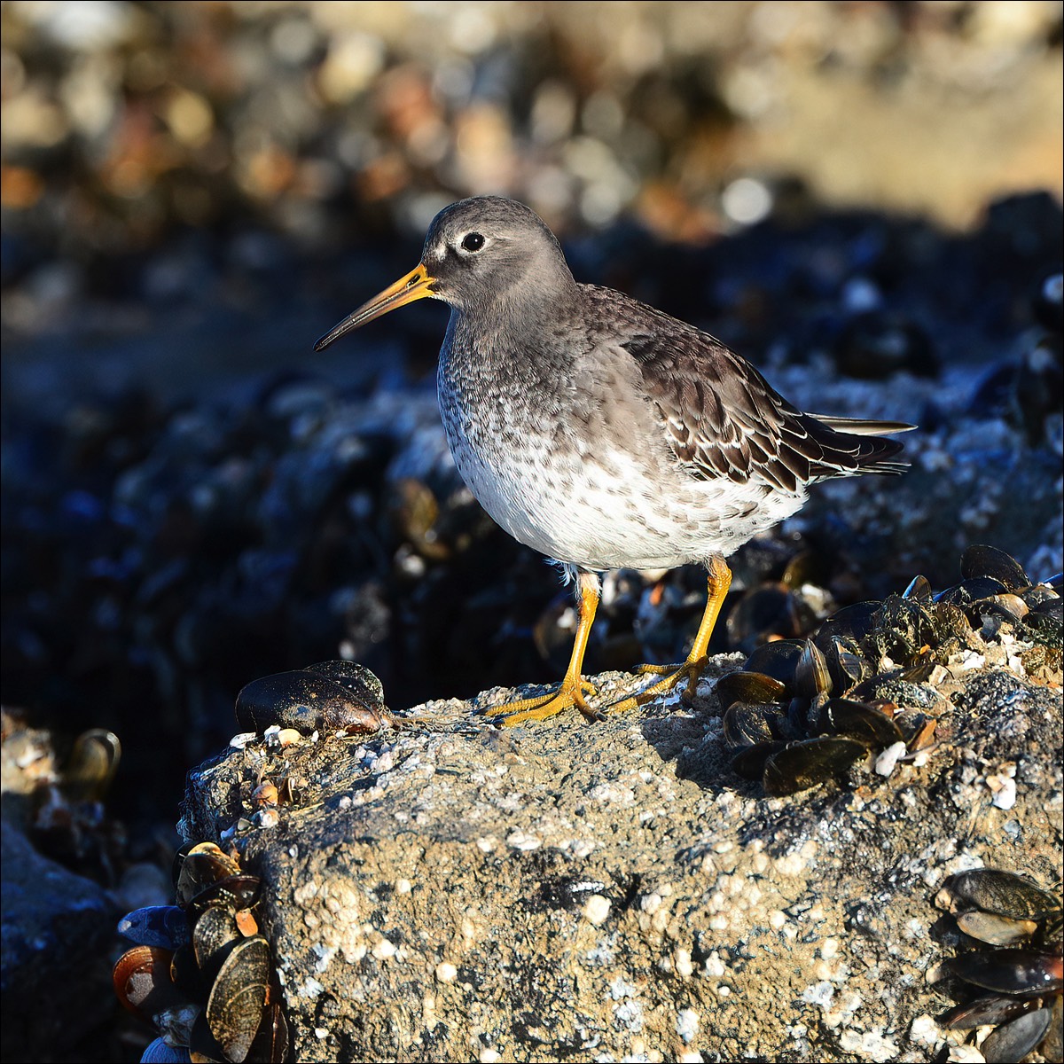 Purple Sandpiper (Paarse Strandloper)