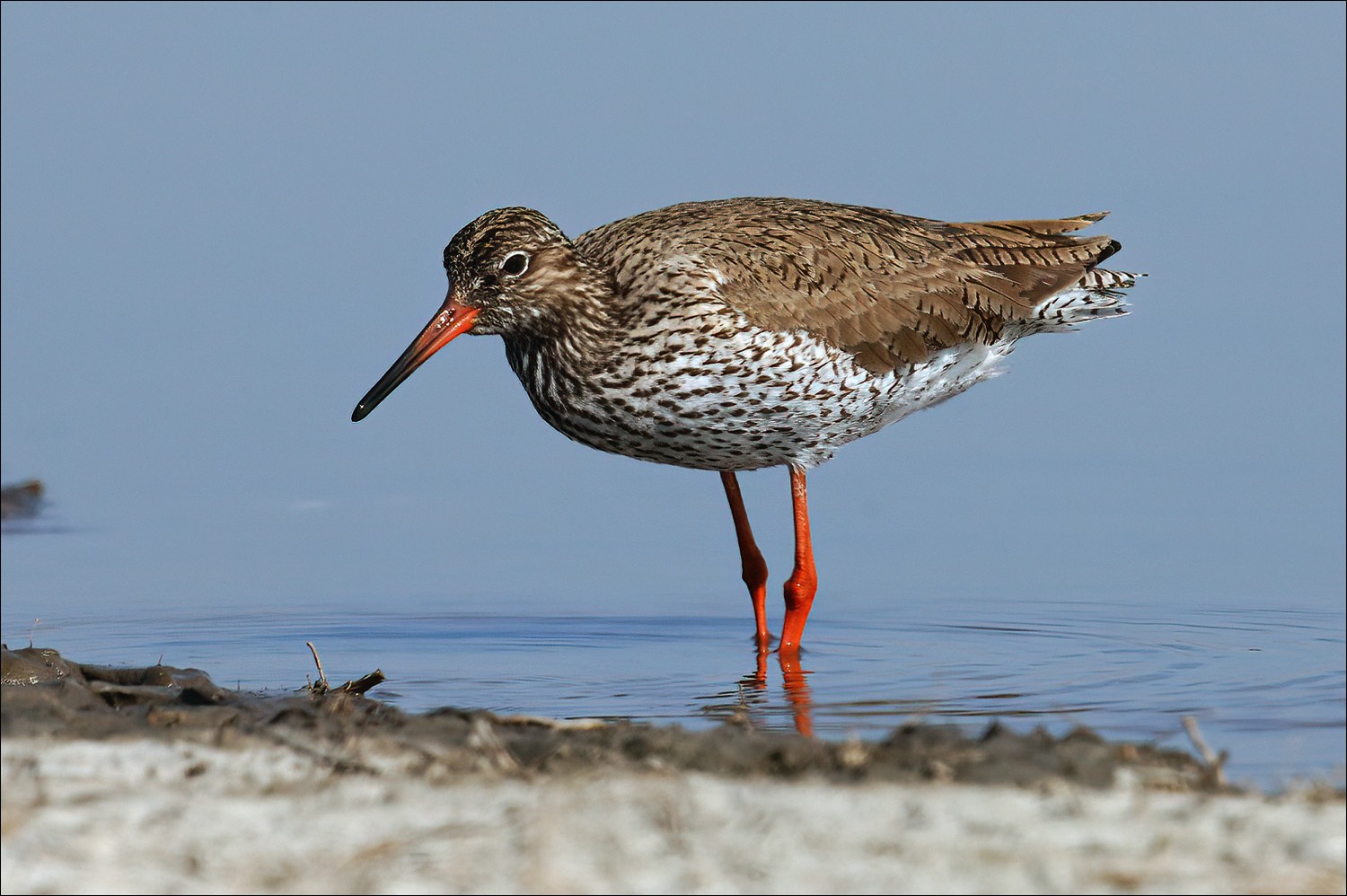 Common Redshank (Tureluur)