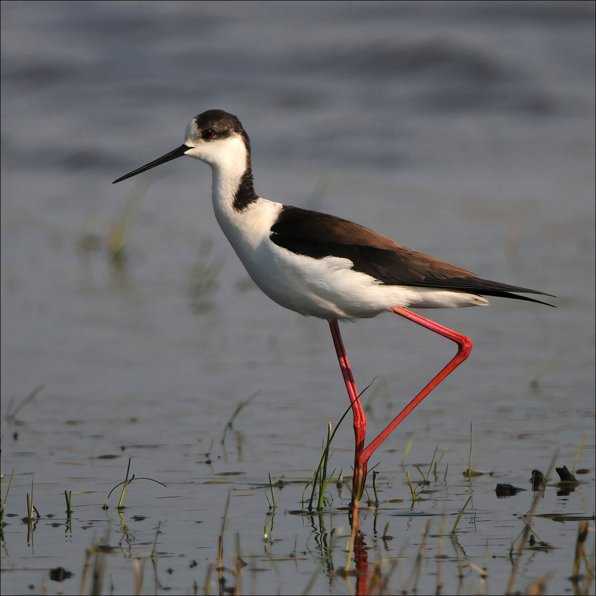 Black-winged Stilt (Steltkluut)