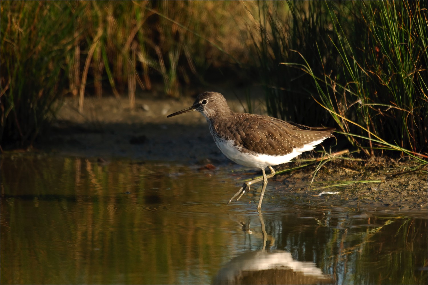 Green Sandpiper (Witgat)