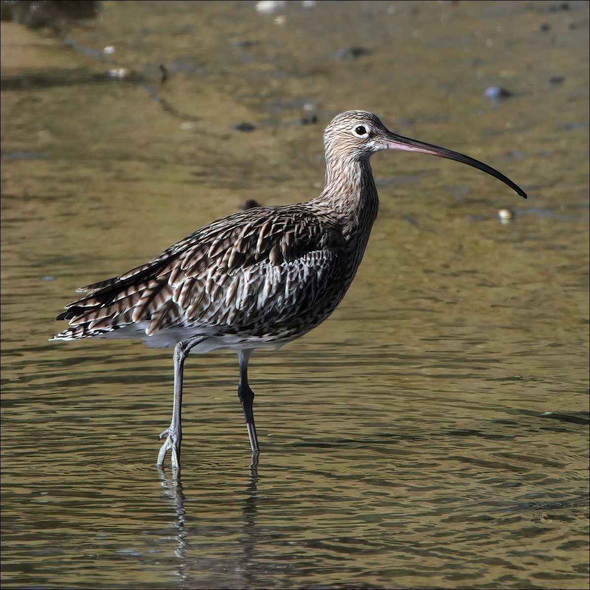 Eurasian Curlew (Wulp)