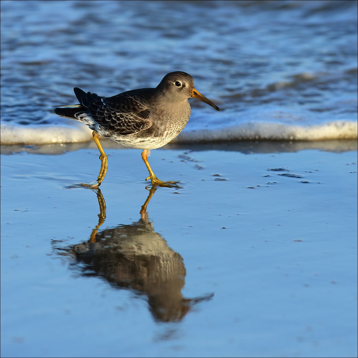 Purple Sandpiper (Paarse Strandloper)