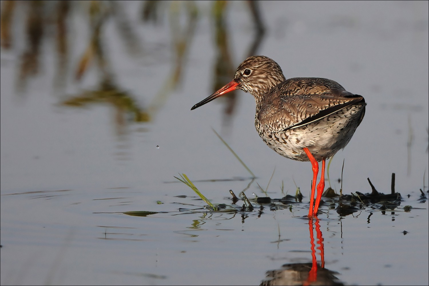 Common Redshank (Tureluur)