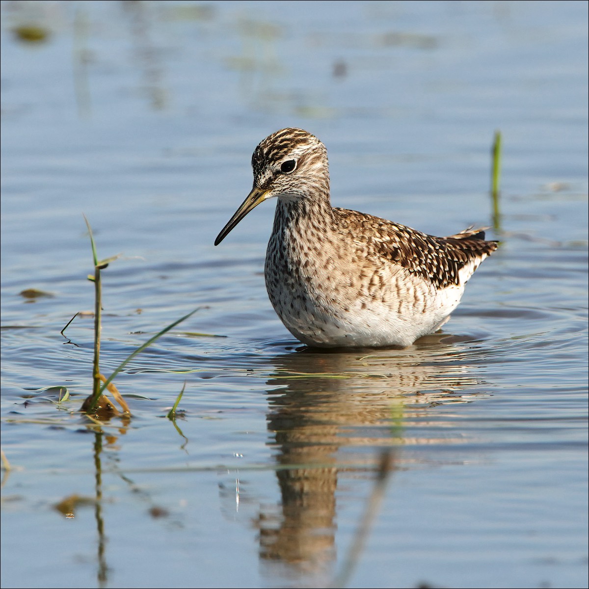 Wood Sandpiper (Bosruiter)