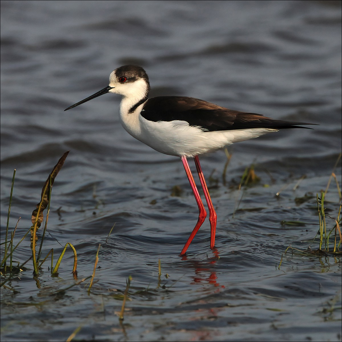 Black-winged Stilt (Steltkluut)