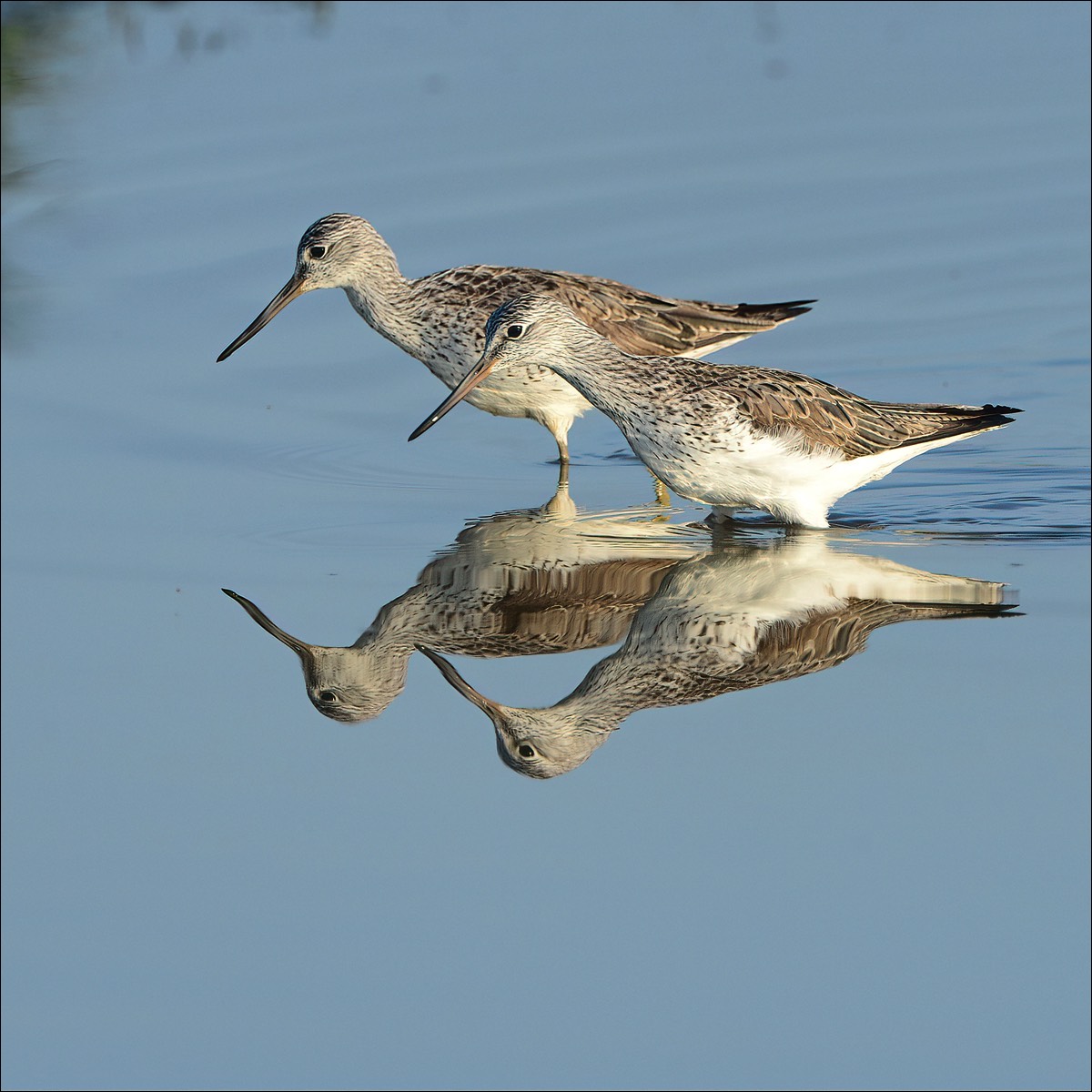 Common Greenshank (Groenpootruiter)